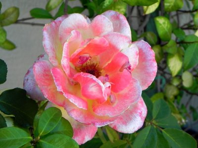 g12/79/738779/3/171717163.fN0JWi5O.jpg