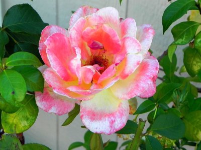 g12/79/738779/3/171717164.rGyN7DXH.jpg