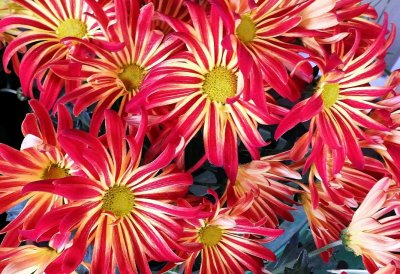 Chrysanthemums
