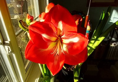 g12/79/738779/3/172312658.n1L432CC.jpg