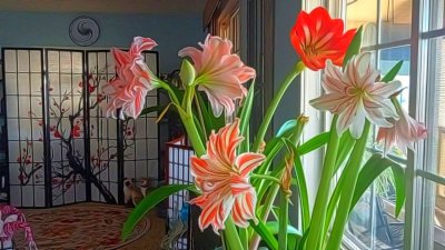 g12/79/738779/3/172347275.k2Tr80wQ.jpg