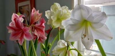 g12/79/738779/3/172361992.1vE8Ea0L.jpg