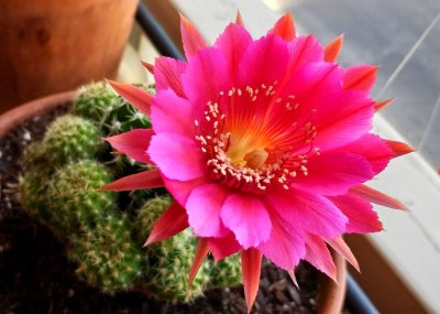 Cactus Pinks