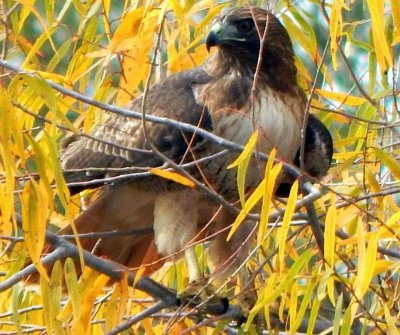 Red Tailed Hawk