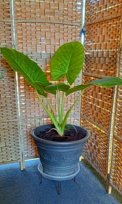 g12/79/738779/3/172970350.sJ5jSJGA.jpg
