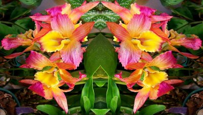 g12/79/738779/3/74965539.P6jNMFVv.jpg