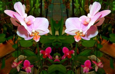 g12/79/738779/3/82450492.tNYpHYaP.jpg