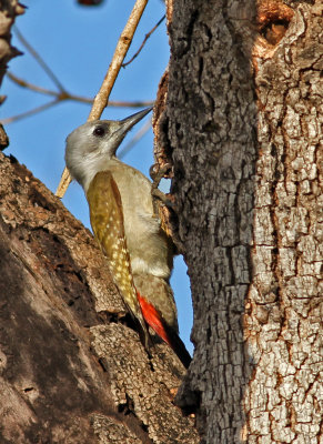 Dendropicos goertae, Grey Woodpecker, female