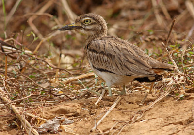 Burhinus senegalensis, Senegal Thick-knee