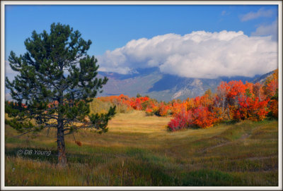 Lone pine and autumn maples