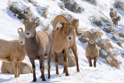 Bighorn family in snow