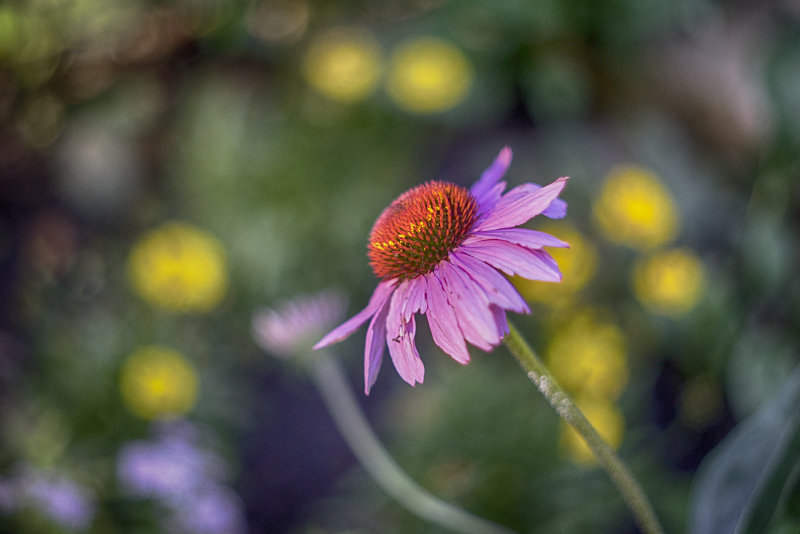 Purple Cone Flower