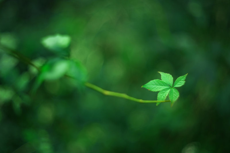 Leaf
