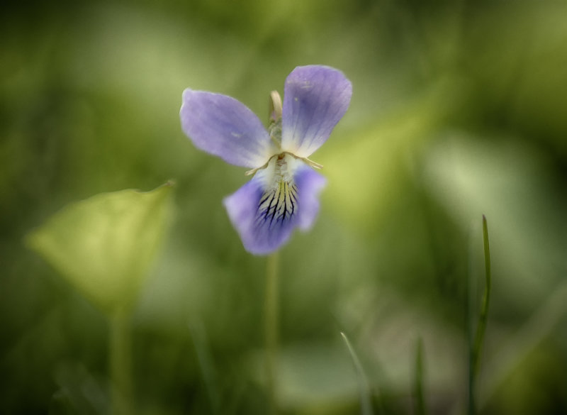 Pink Violet