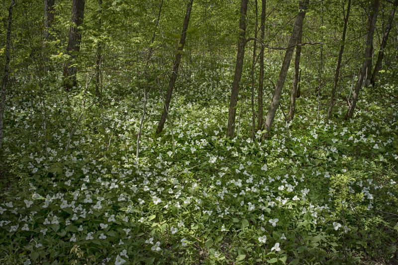 Trilliums - Flambeau State Park -Wisconsin