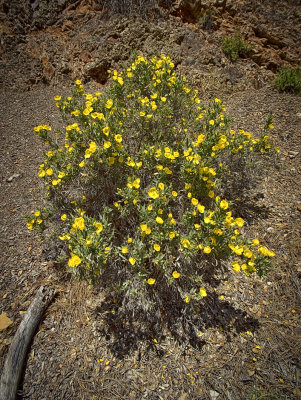 Yellow Flowered Bush