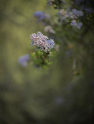 Ceanothus Flower - Los Osos Oak Reserve - California