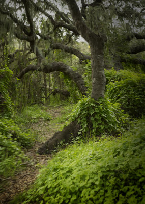 In the Live Oaks