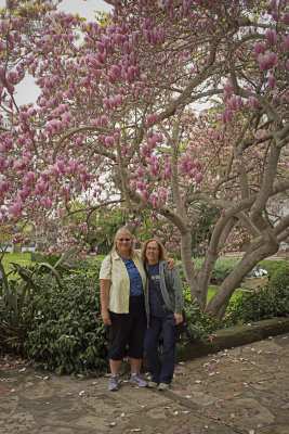 Under the Magnolia - Santa Barbara, California