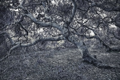 Twisted Oaks - Elfin Forest - Los Osos, California