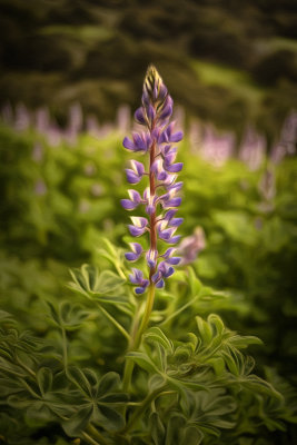 Lupine - Santa Rosa Creek Road - California