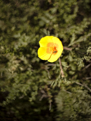 California Poppy 