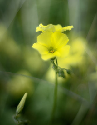 Oxalis - Los Osos, California