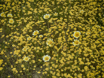 Wild Flowers - Carrizo Plains - California