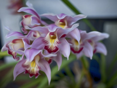 Orchids