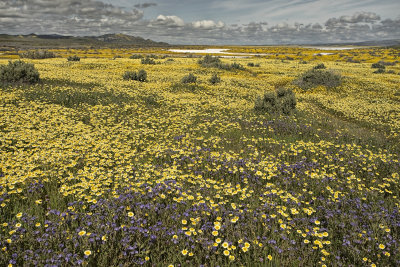 Wild Flowers and Soda Lake - Carrizo Plains - California