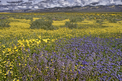Wild Flowers and Soda Lake - Carrizo Plains - California