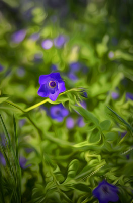 Fiesta Flower - Los Osos, California