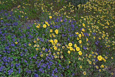 Wildflowers in the Wind - Carrizo Plains - California