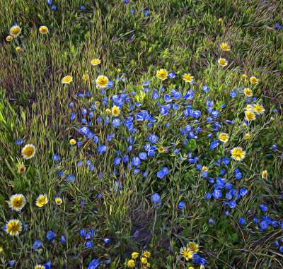 Wildflowers in the Wind - Carrizo Plains - California