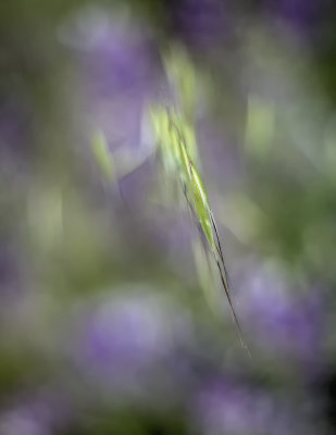 Grass Seed Head in the Wind Above Lupine - High Mountain Rd. - San Luis Obispo County, California