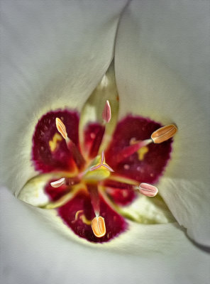 Mariposa Lily - Figueroa Mountain Rd. - California