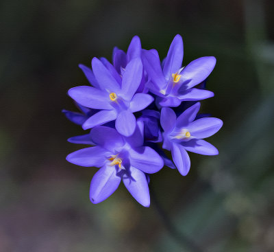 Blue Dick's Wildflower - Three Oaks Preserve - Atascadaro, California
