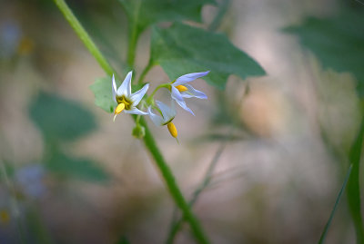 Black Nightshade Flower - Los Osos Oak Reserve - California