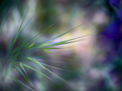 Grasses -  Los Osos Oak Reserve - California