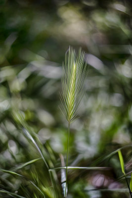 Grass Seedhesd - Los Osos Oak Reserve - California