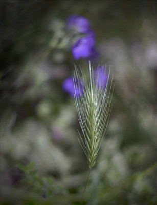 Grass Seedhesd - Los Osos Oak Reserve - California