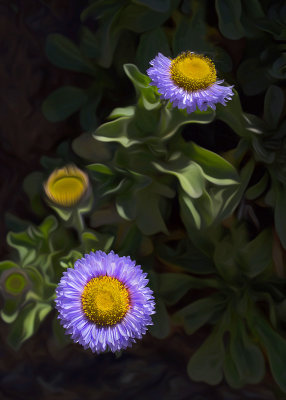 Seaside Daisy - Central Coast Headlands- California