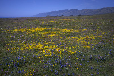 Wild Flowers - Central Coast Headlands - Californis