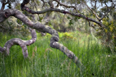 Los Osos Oak Preserve - California
