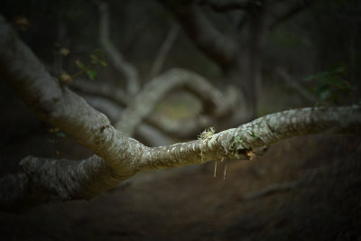 Lichen on Oak