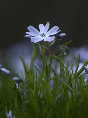 Phlox