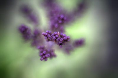 Lilac Buds