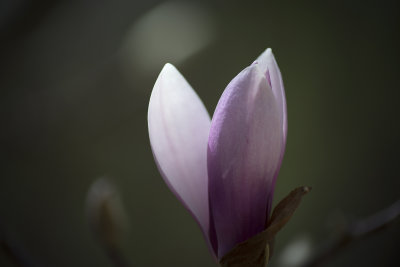 Magnolia Blossom