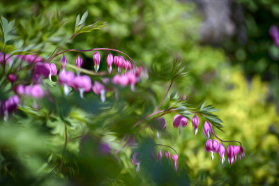 Bleeding Hearts in the Wind