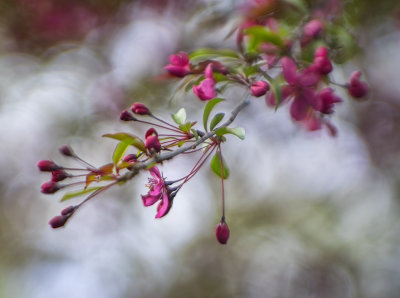 Crab Apple Blossom